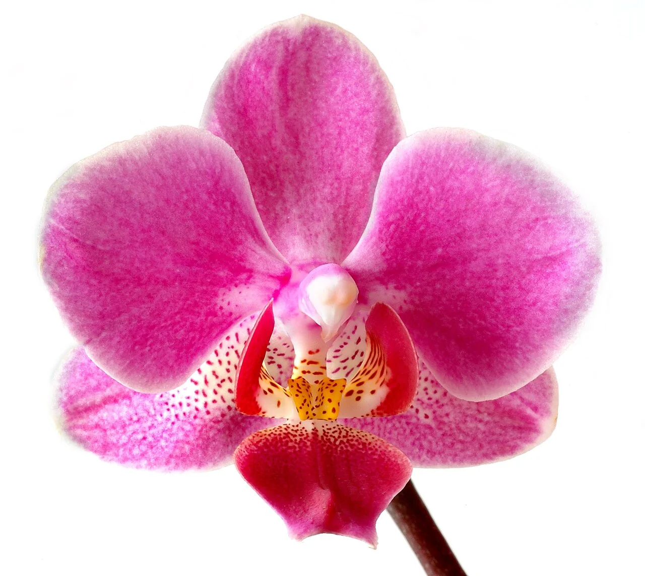 Phalaenopsis – botanisches Art- oder Sortenbeispiel