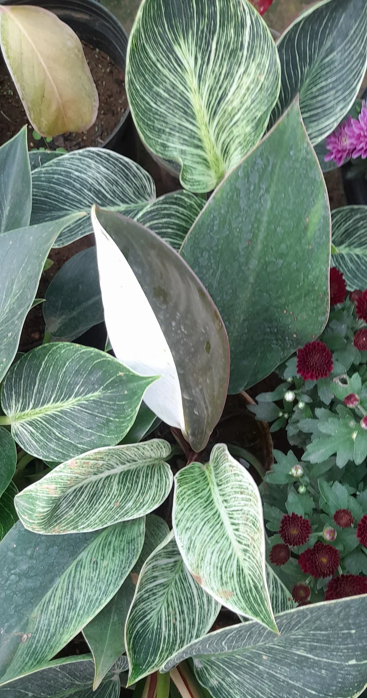 Philodendron Birkin – botanisches Art- oder Sortenbeispiel