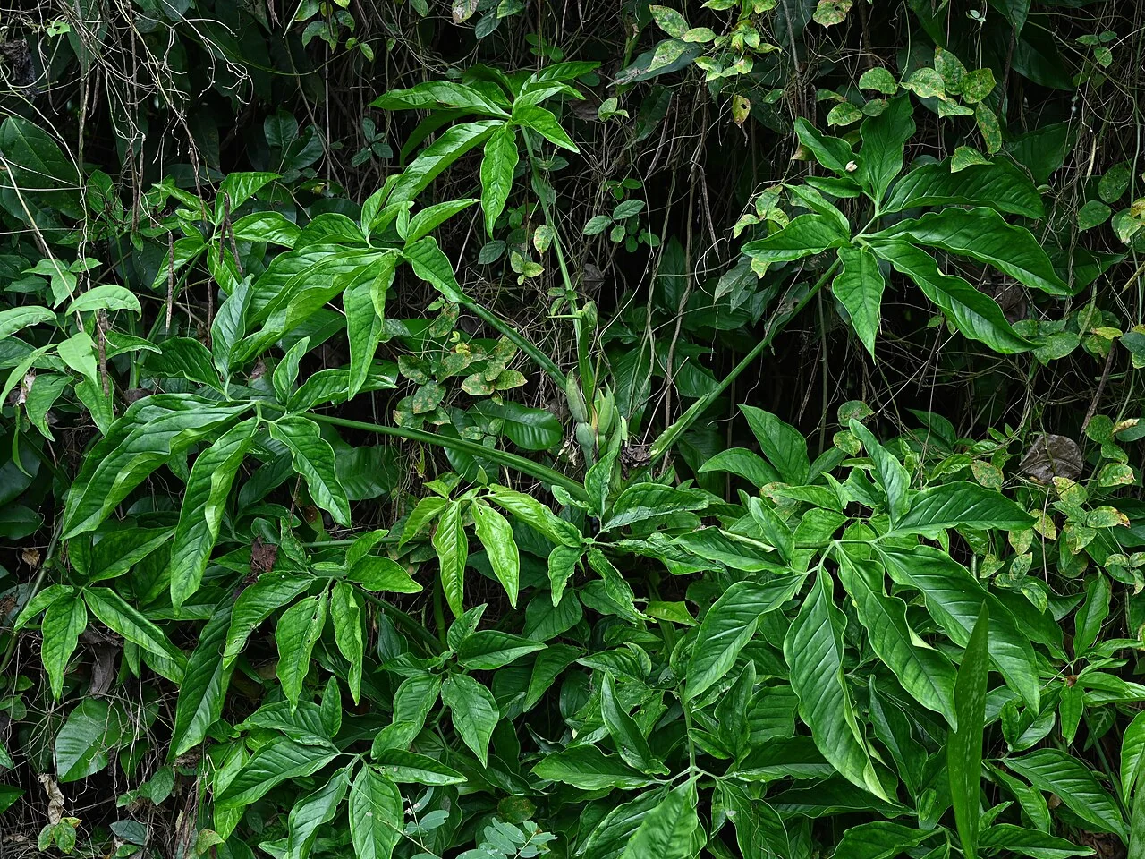 Purpurtute – botanisches Art- oder Sortenbeispiel