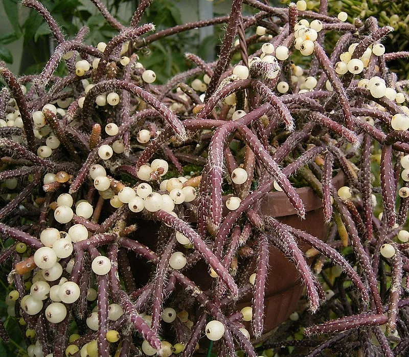 Rhipsalis – botanisches Art- oder Sortenbeispiel