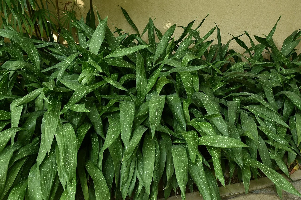 Schusterpalme – botanisches Art- oder Sortenbeispiel