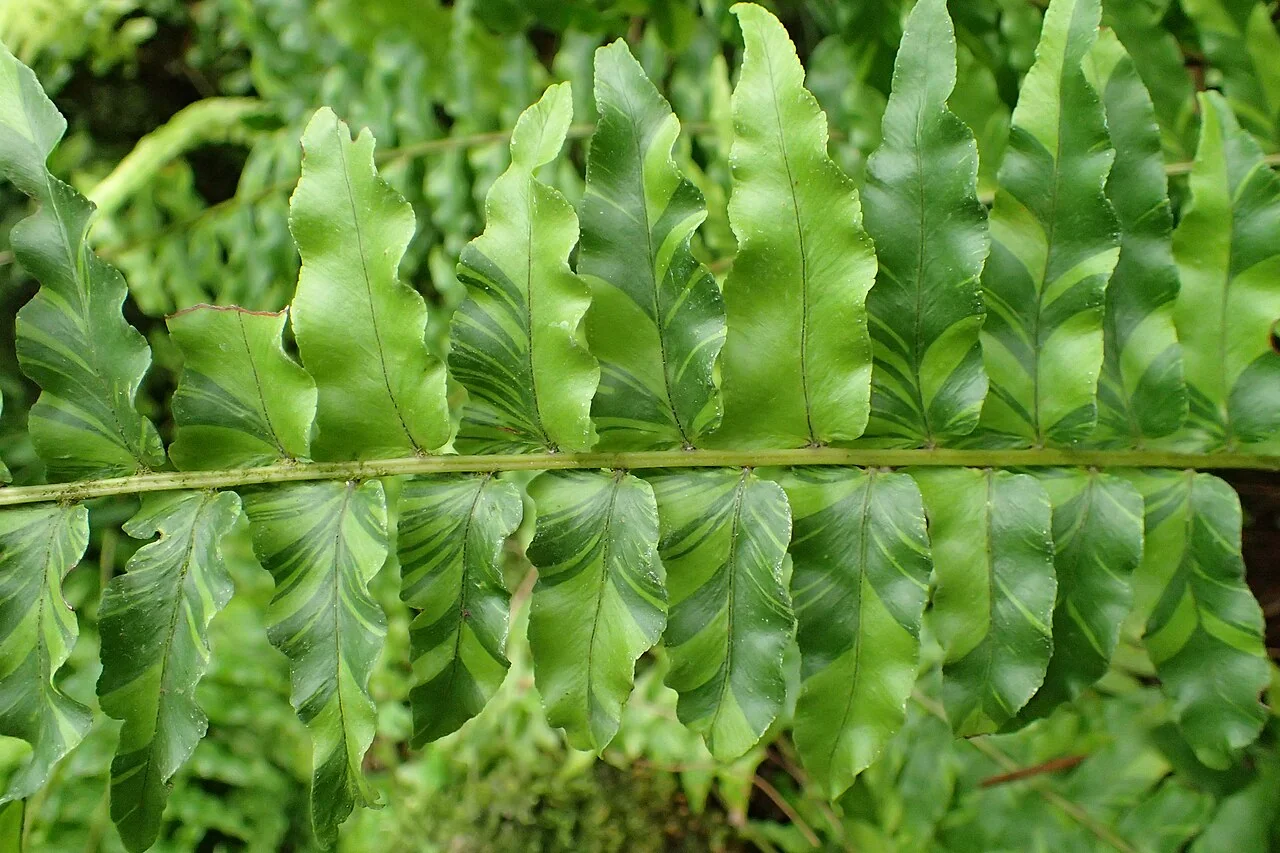 Schwertfarn – botanisches Art- oder Sortenbeispiel