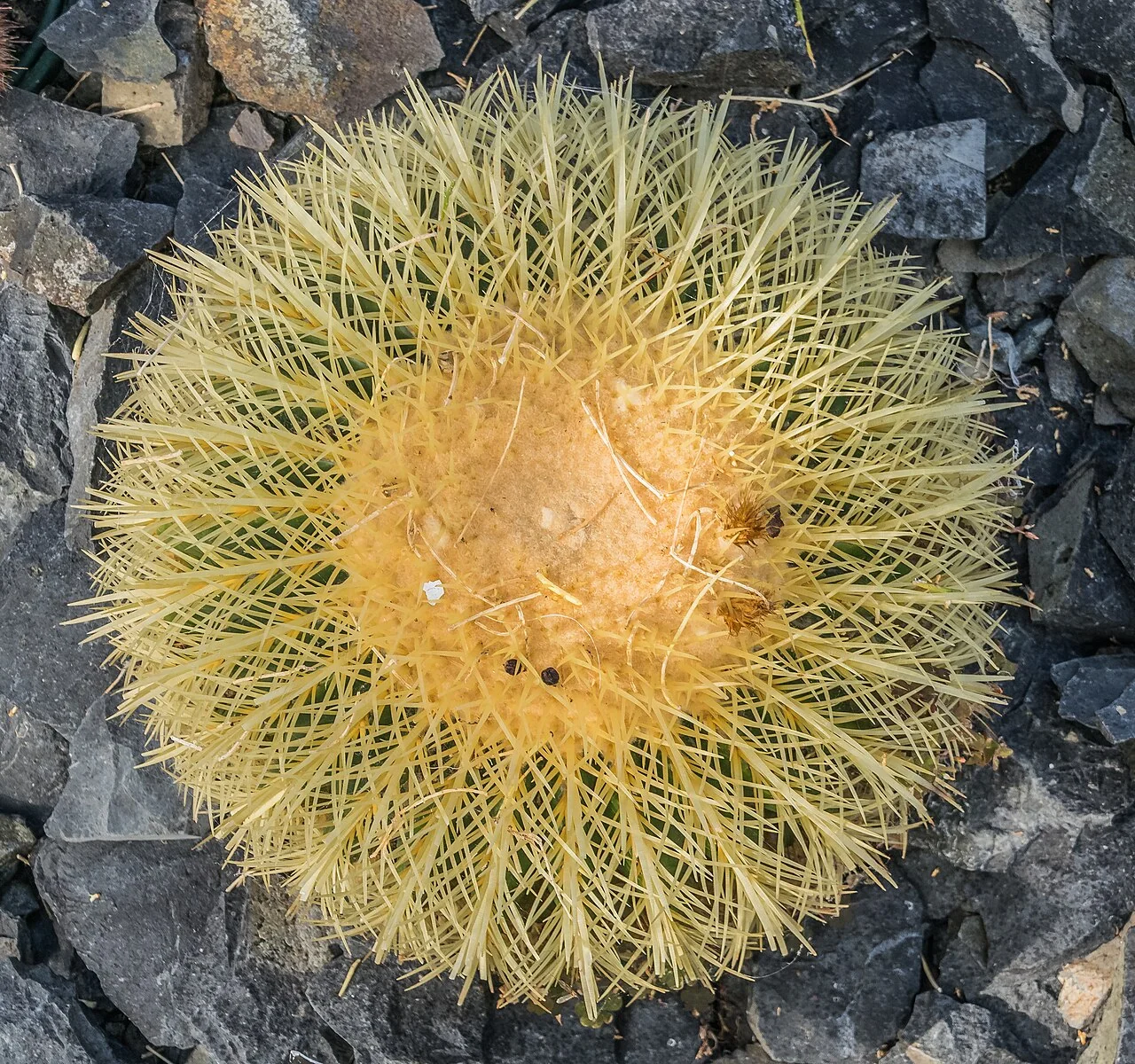 Schwiegermutterstuhl – botanisches Art- oder Sortenbeispiel
