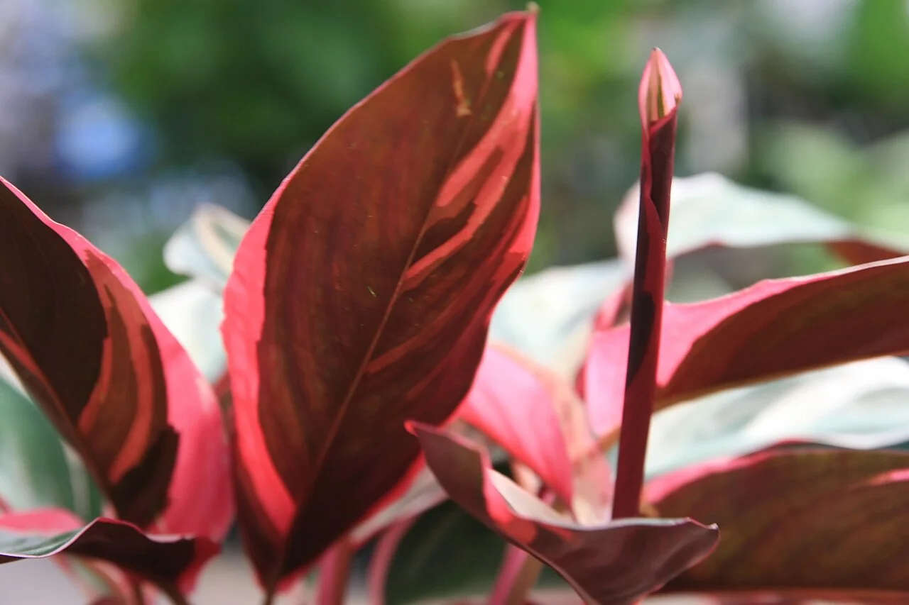 Stromanthe – botanisches Art- oder Sortenbeispiel