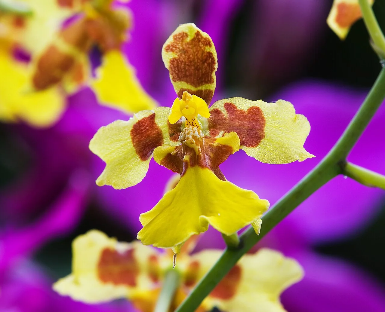 Tanzende Orchidee – botanisches Art- oder Sortenbeispiel