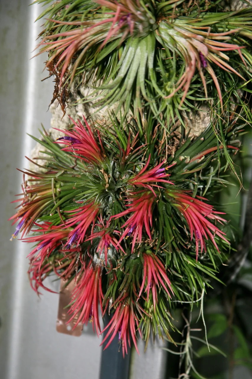 Tillandsie – botanisches Art- oder Sortenbeispiel