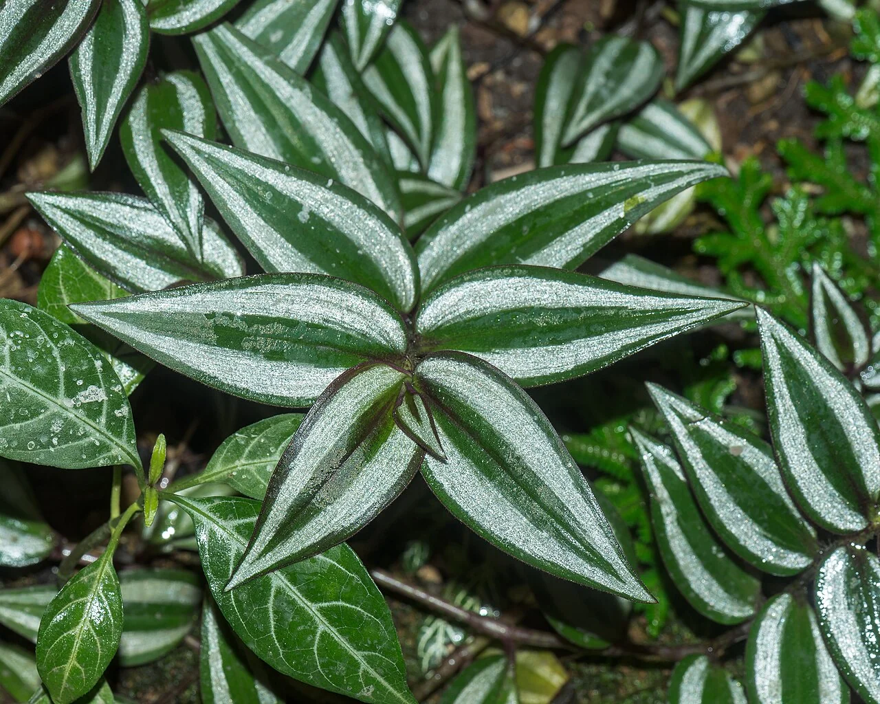 Tradescantie – botanisches Art- oder Sortenbeispiel