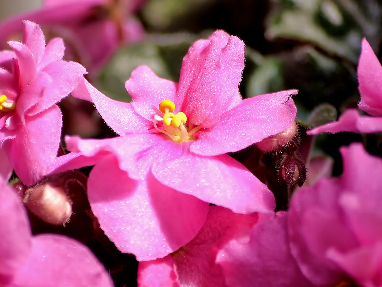 Usambaraveilchen – botanisches Art- oder Sortenbeispiel