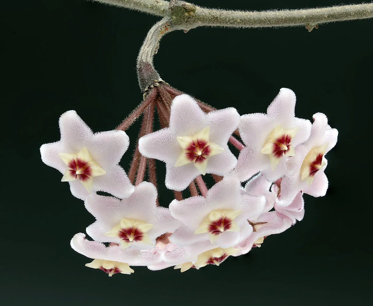 Wachsblume – botanisches Art- oder Sortenbeispiel