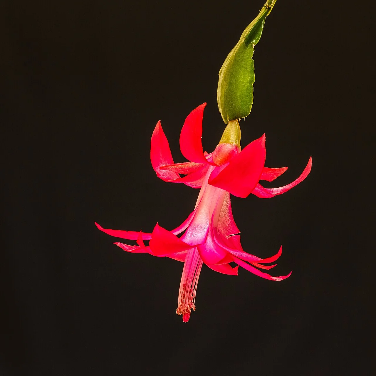 Weihnachtskaktus – botanisches Art- oder Sortenbeispiel