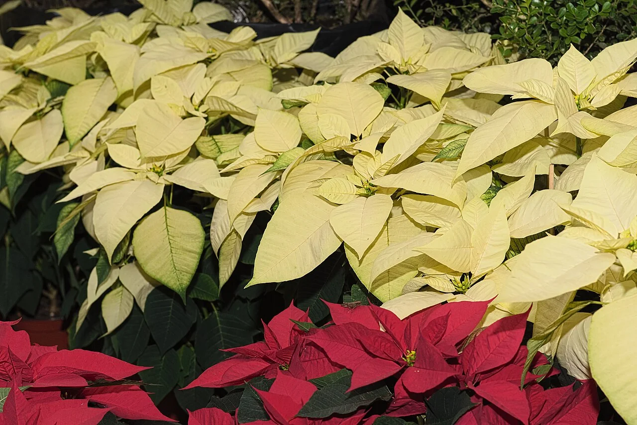 Weihnachtsstern – botanisches Art- oder Sortenbeispiel