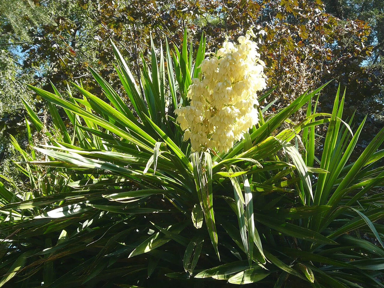 Yucca-Palme – botanisches Art- oder Sortenbeispiel