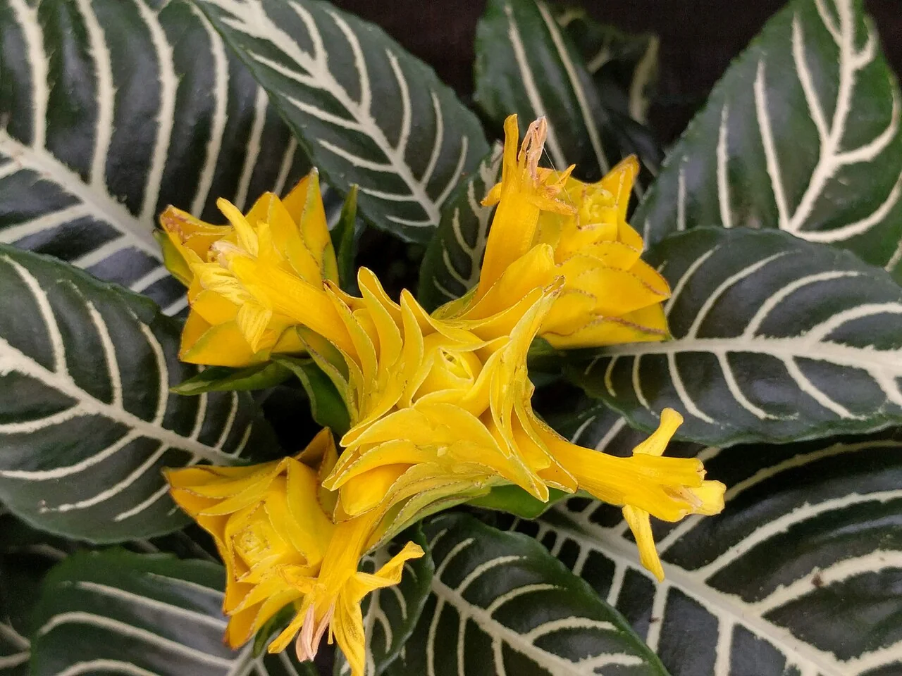 Zebrapflanze – botanisches Art- oder Sortenbeispiel