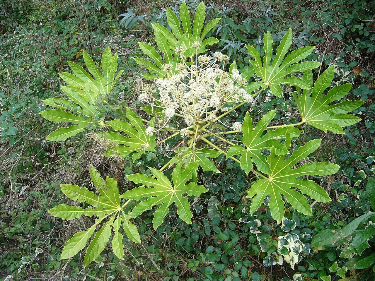 Zimmeraralie – botanisches Art- oder Sortenbeispiel