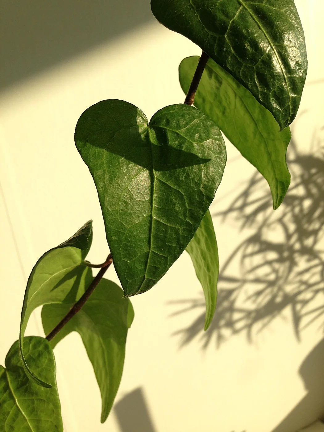 Zimmerefeu – botanisches Art- oder Sortenbeispiel