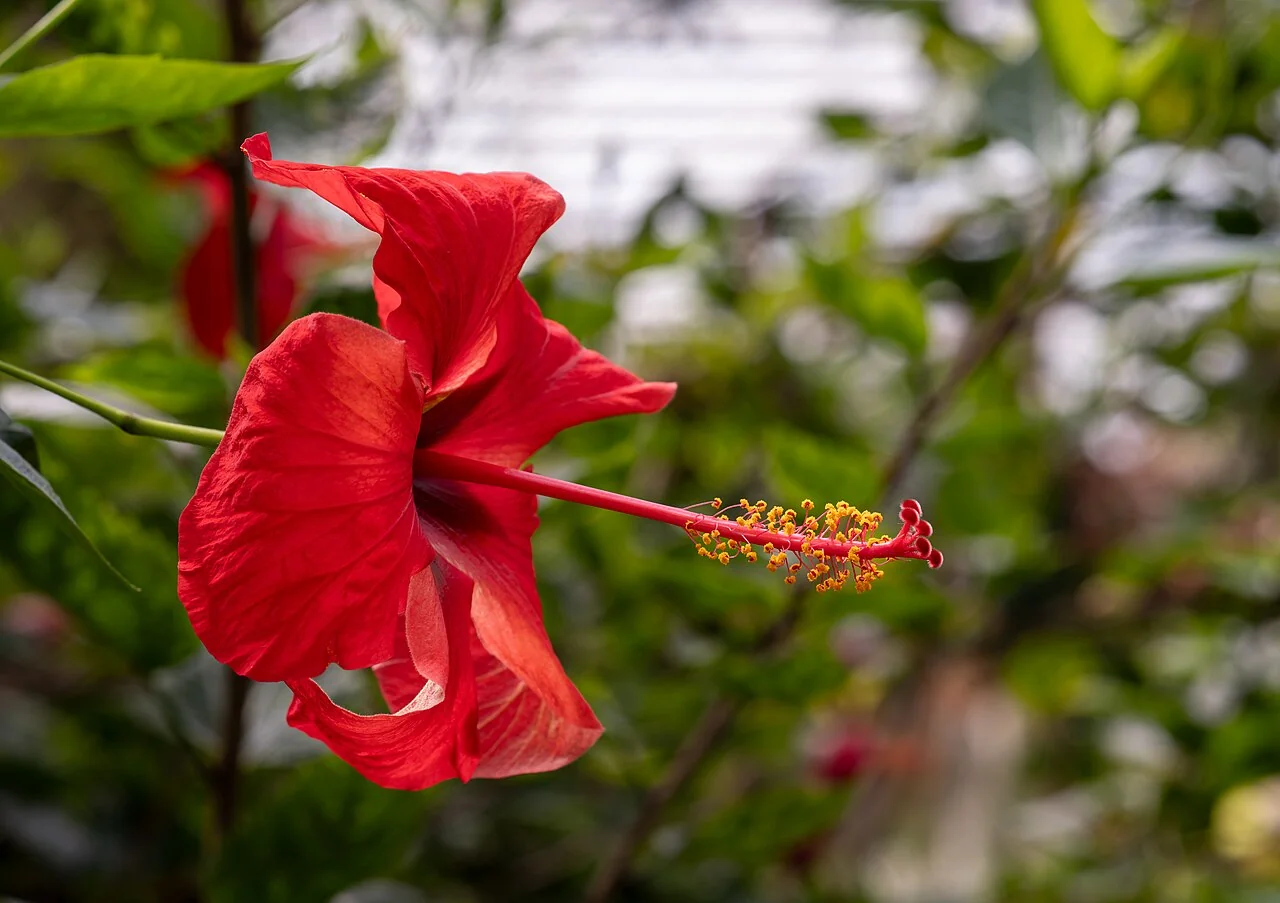 Zimmerhibiskus – botanisches Art- oder Sortenbeispiel
