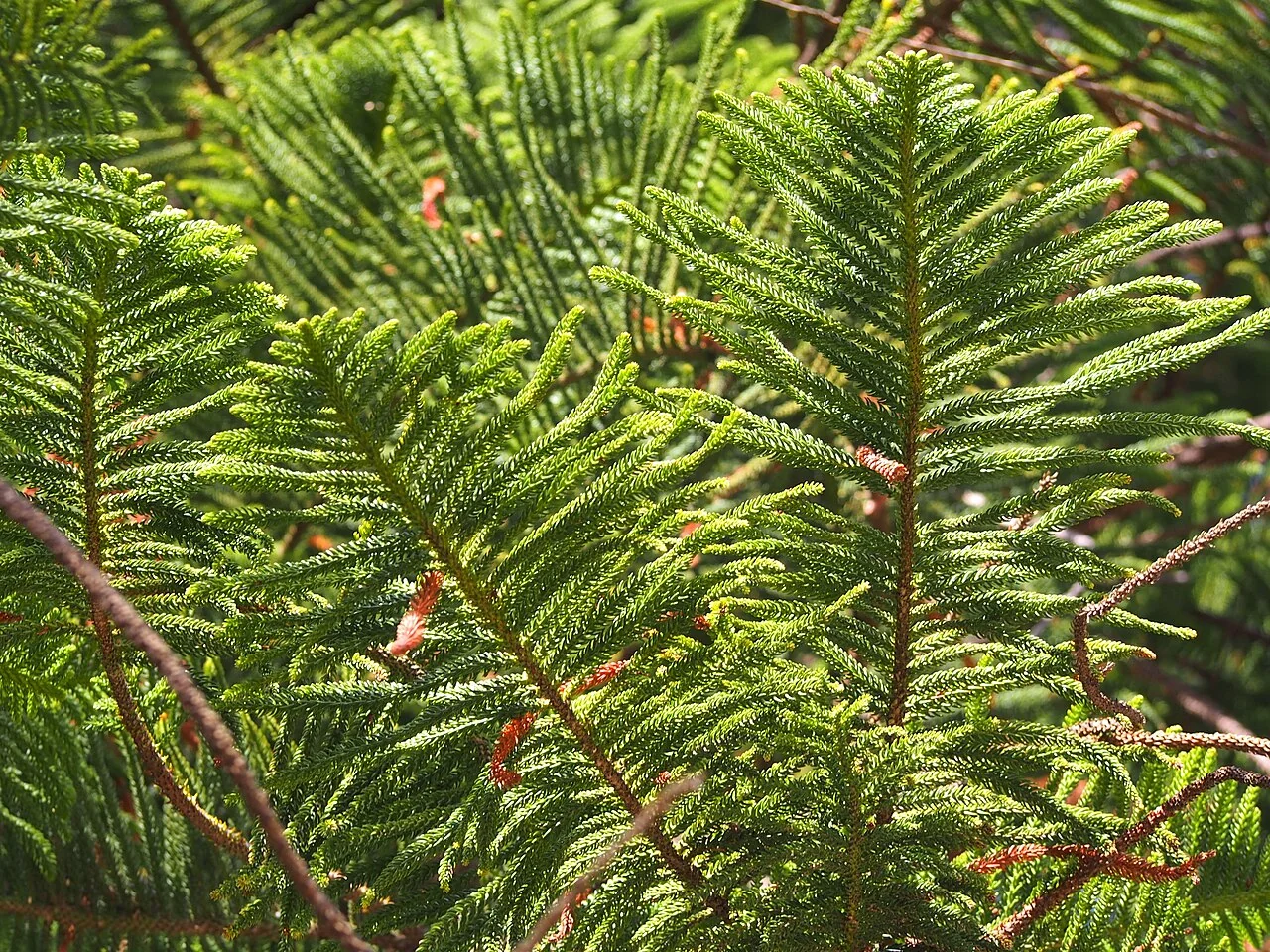 Zimmertanne – botanisches Art- oder Sortenbeispiel