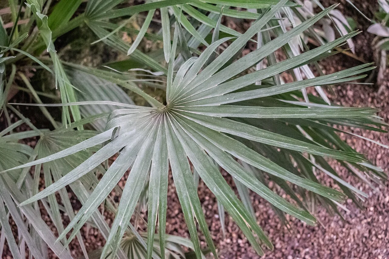 Zwergpalme – botanisches Art- oder Sortenbeispiel