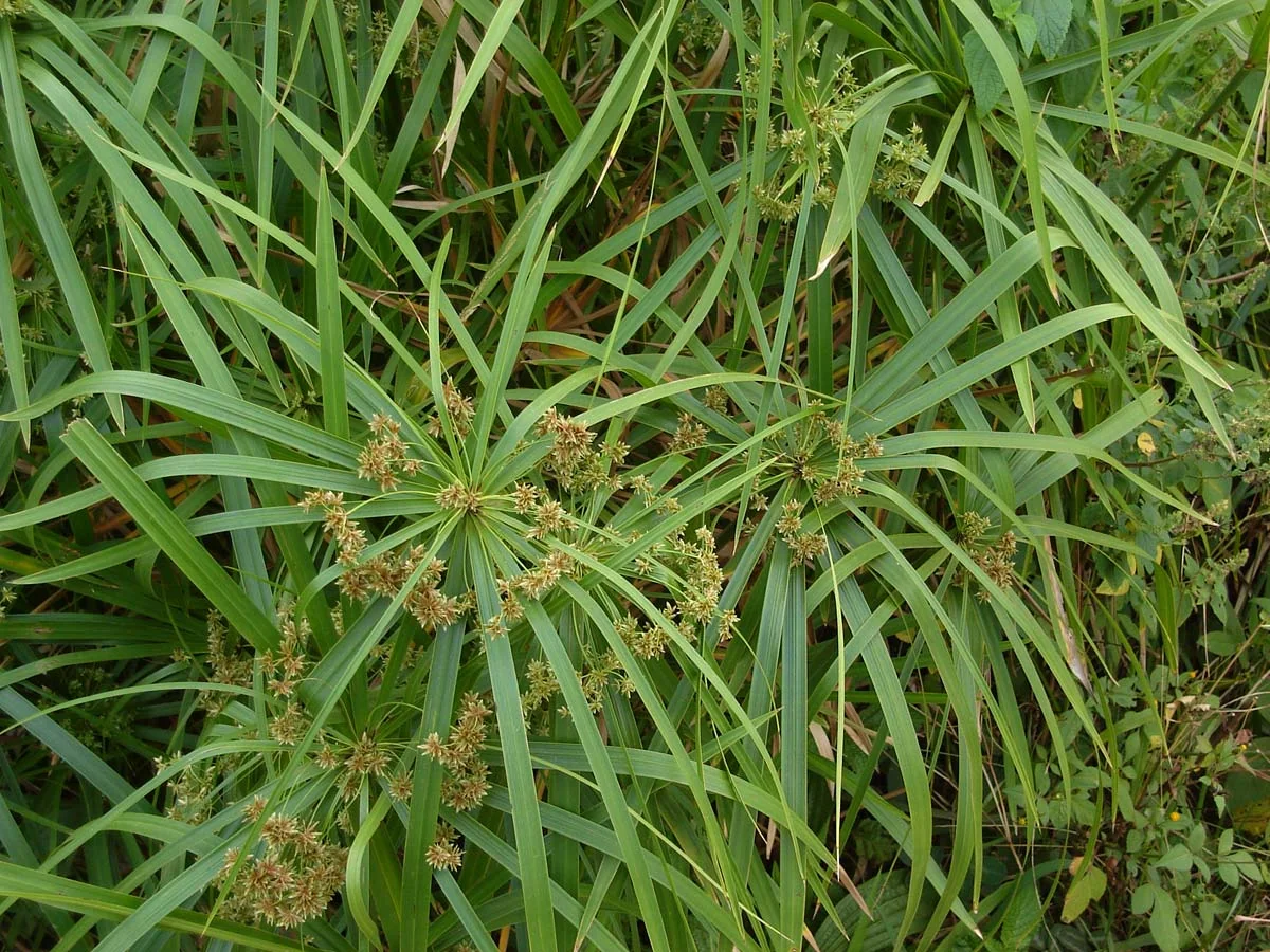 Zyperngras – botanisches Art- oder Sortenbeispiel
